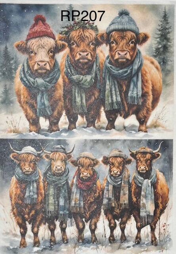 Cows (RP207) - Winter Highland Cows