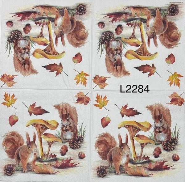 Animals (L2284) - Squirrels Eating Acorns