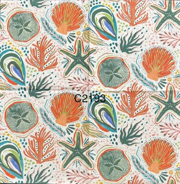 Beach (C2193) - Very Colorful Shells, Starfish, Oyster Shell, Coral, Sand Dollar