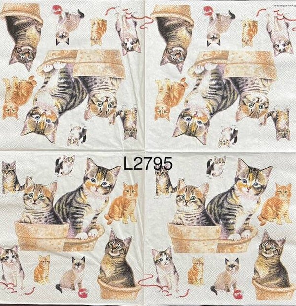 Cats (L2795) - Kittens All Over