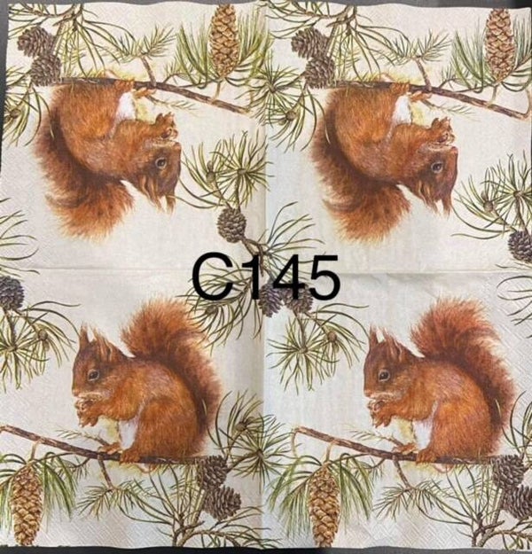 Animals (C145) - Squirrel Eating Pinecone
