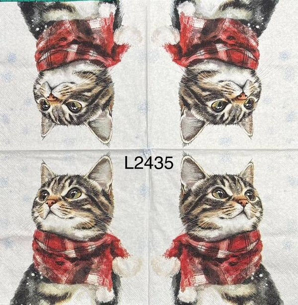 Cats (L2435) - Kitten Wearing a Red Scarf Looking Up
