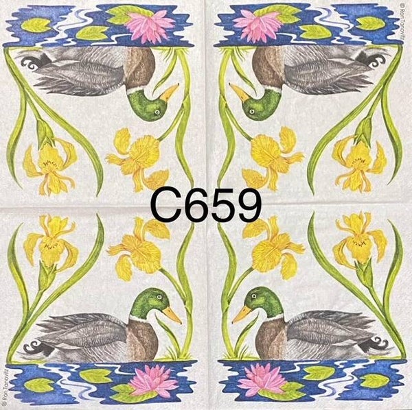 Birds (C659) - Magnificent Mallard - Duck in Water