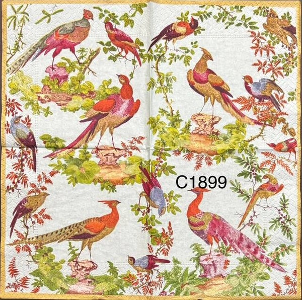 Birds (C1899) - Peacock Looking Birds