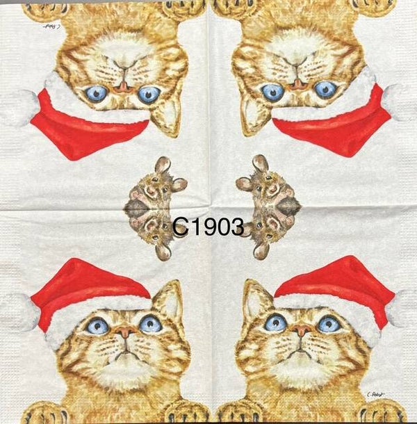 Cats (C1903) - Cat with Santa Hat Looking up at Mouse