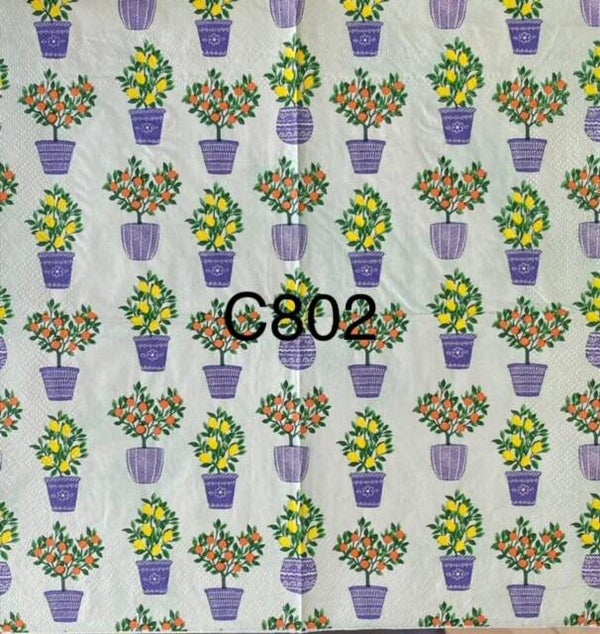 Plants (C802) - Potted Oranges and Lemons