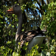 20180420-CopyrightHansFaasse-11.jpg