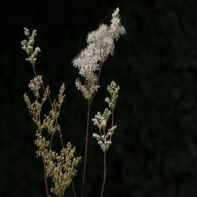 22juni-893-kopie-standard.jpg