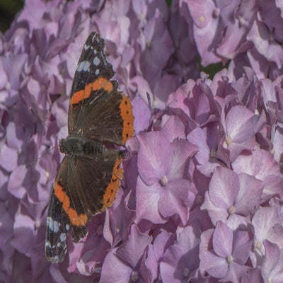22juni-898-standard.jpg