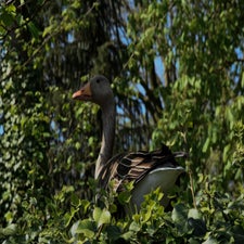 20180420-CopyrightHansFaasse-14.jpg