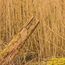 DSC_0109-2.jpg