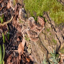 20180205-CopyrightHansFaasse-7.jpg