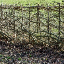 naamloos-1-van-1-5-standard-5w2lda.jpg