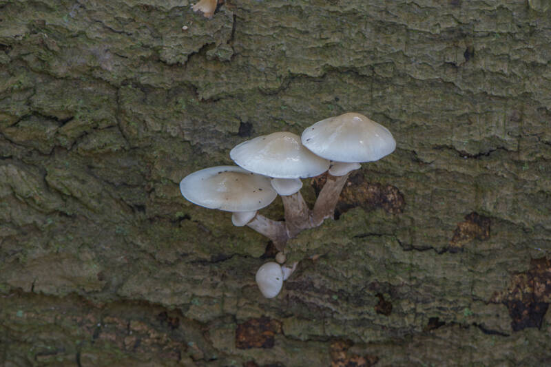 naamloos-10-van-21-standard-o8fbw6.jpg