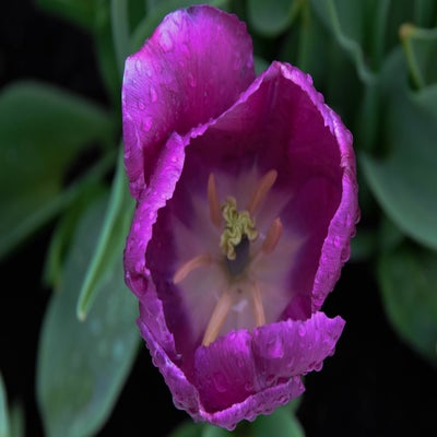 20180429-CopyrightHansFaasse-10.jpg