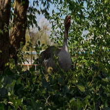 20180420-CopyrightHansFaasse-21.jpg