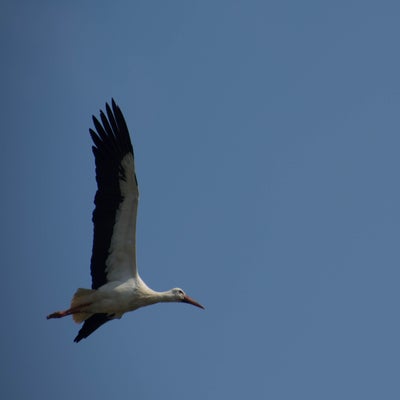 20190330-CopyrightHansFaasse-141.jpg