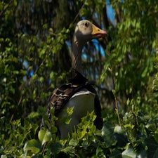 20180420-CopyrightHansFaasse-7.jpg