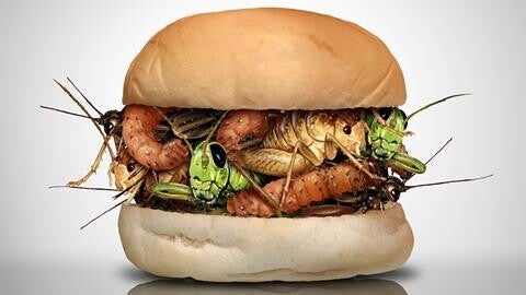 0% Human Insects burger