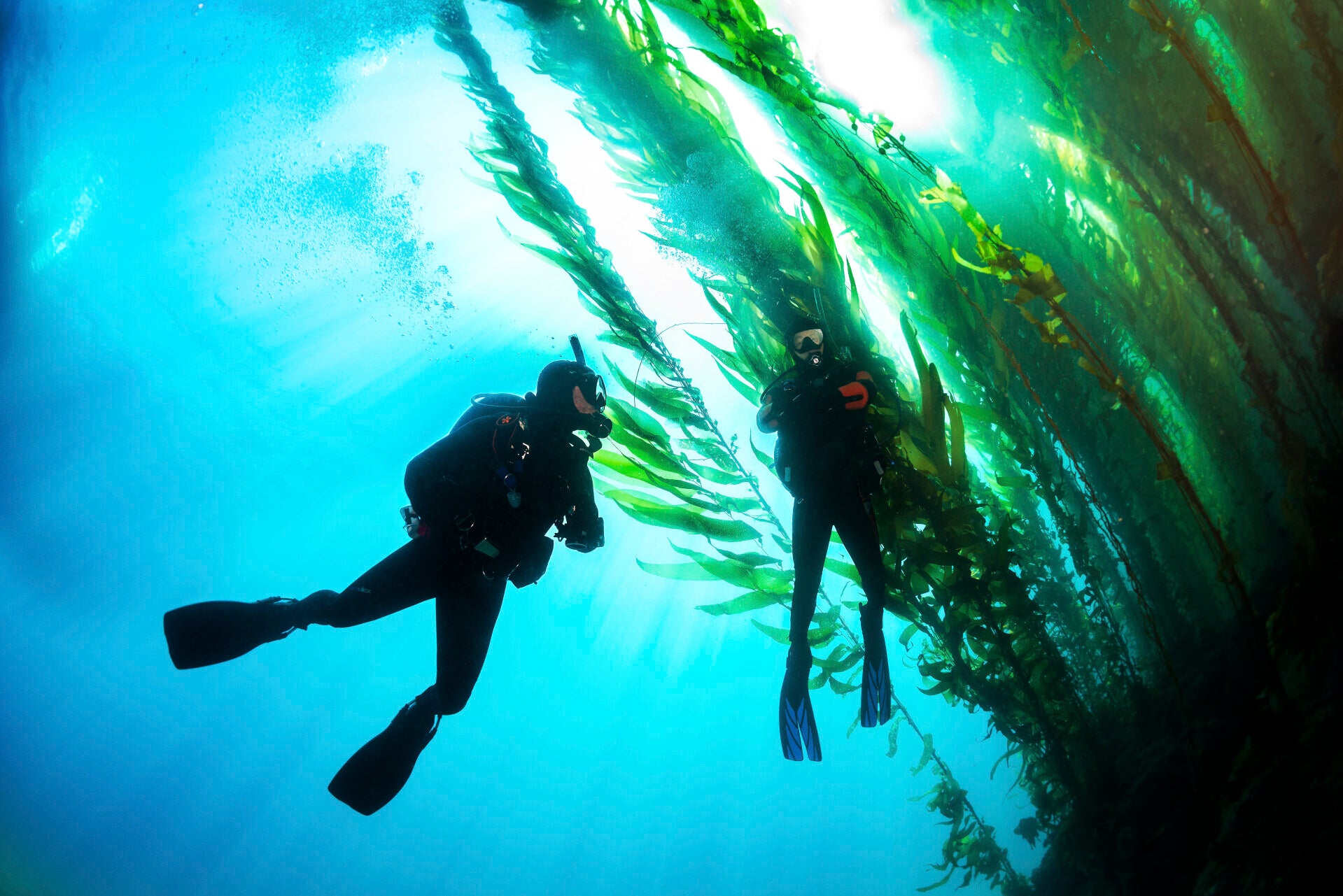 Savage Travel Co: Professional scuba courses, private guides, dive internships, group tours, and wildlife safari expeditions.