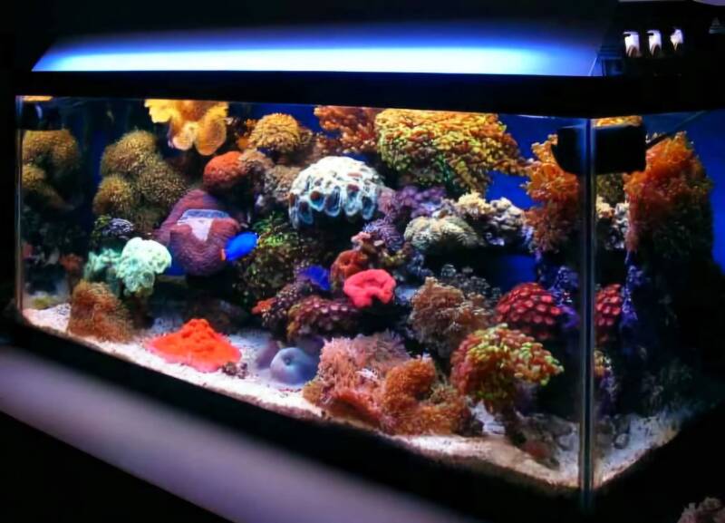 Aquabucket's (Michael Millevolte) 40 Gallon Coral Reef Aquarium.