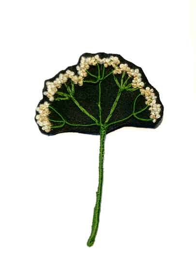 Ombellifere