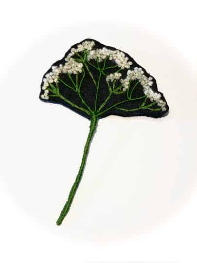 Ombellifere