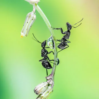 Fourmis identifiées lors d'une intervention de désinsectisation 3D2P COMPANY