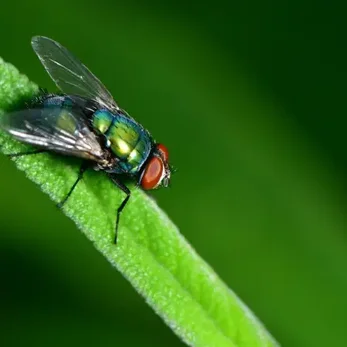 Mouche identifiée lors d'une intervention de désinsectisation 3D2P COMPANY