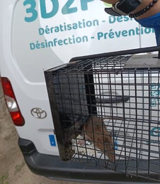 Solution mécanique pièges et nasses contre les rats 3D2P COMPANY