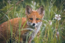 Renard identifié lors d'une intervention de piégeage 3D2P COMPANY