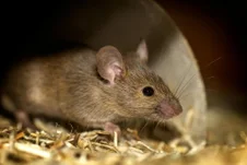 Souris identifiée lors d'une intervention de dératisation 3D2P COMPANY
