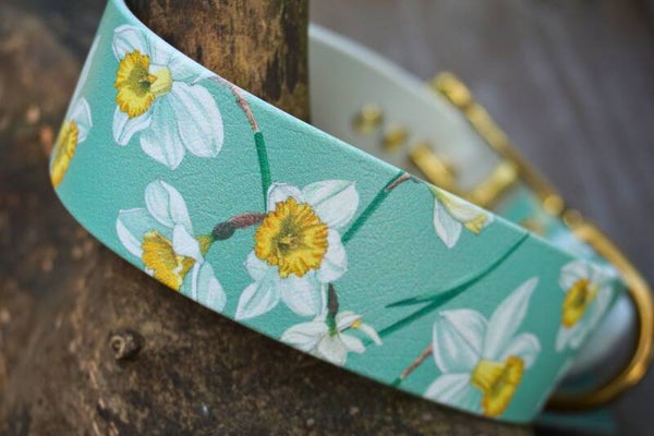 Daffodils (44-50 cm)