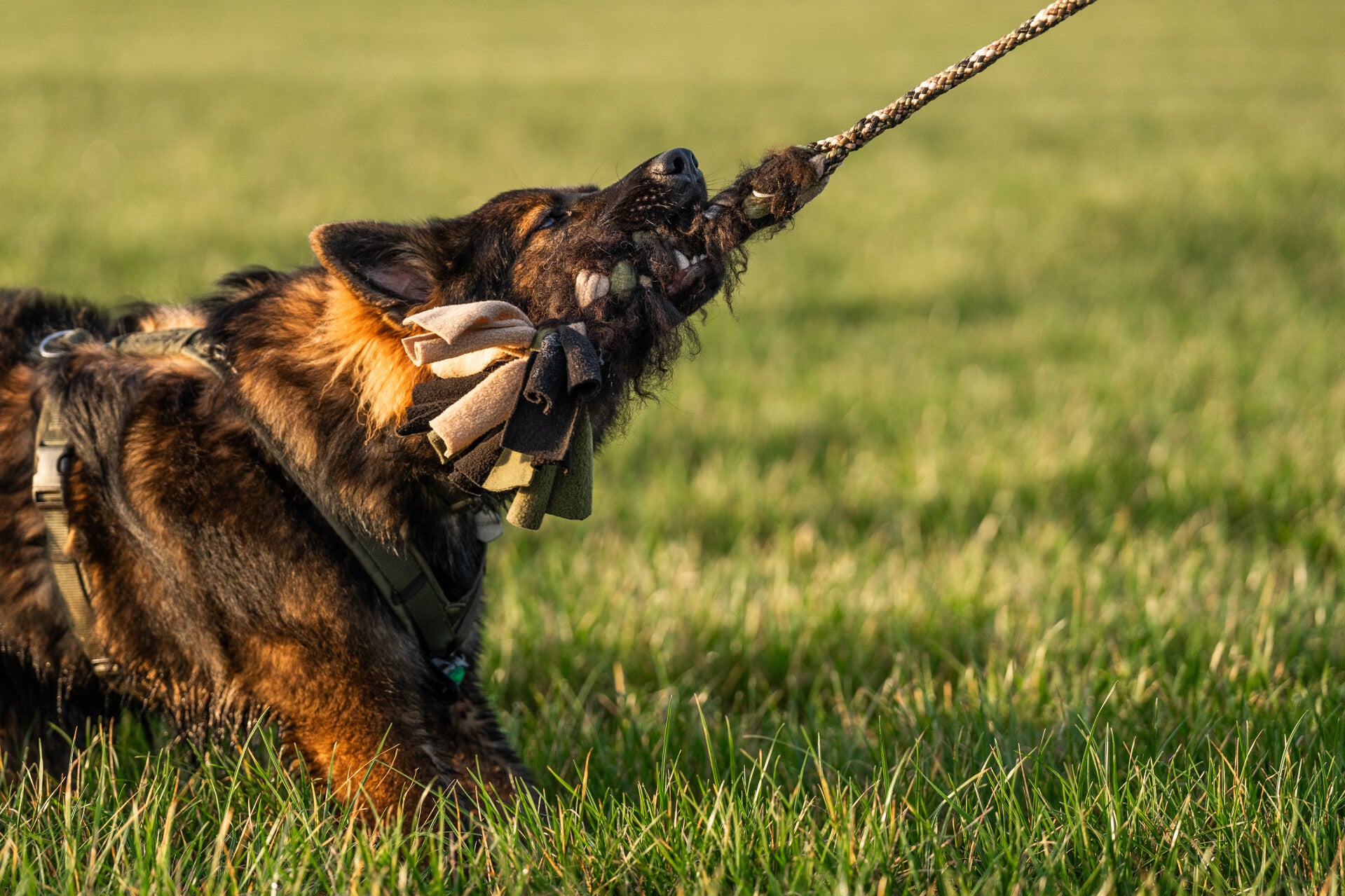 Hond speelt trekspel met tug