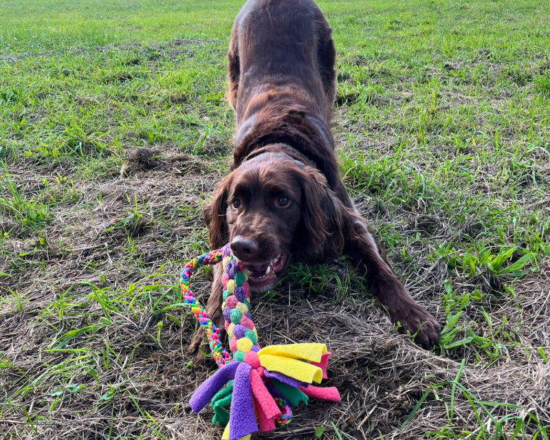 Tug Duitse staande langhaar