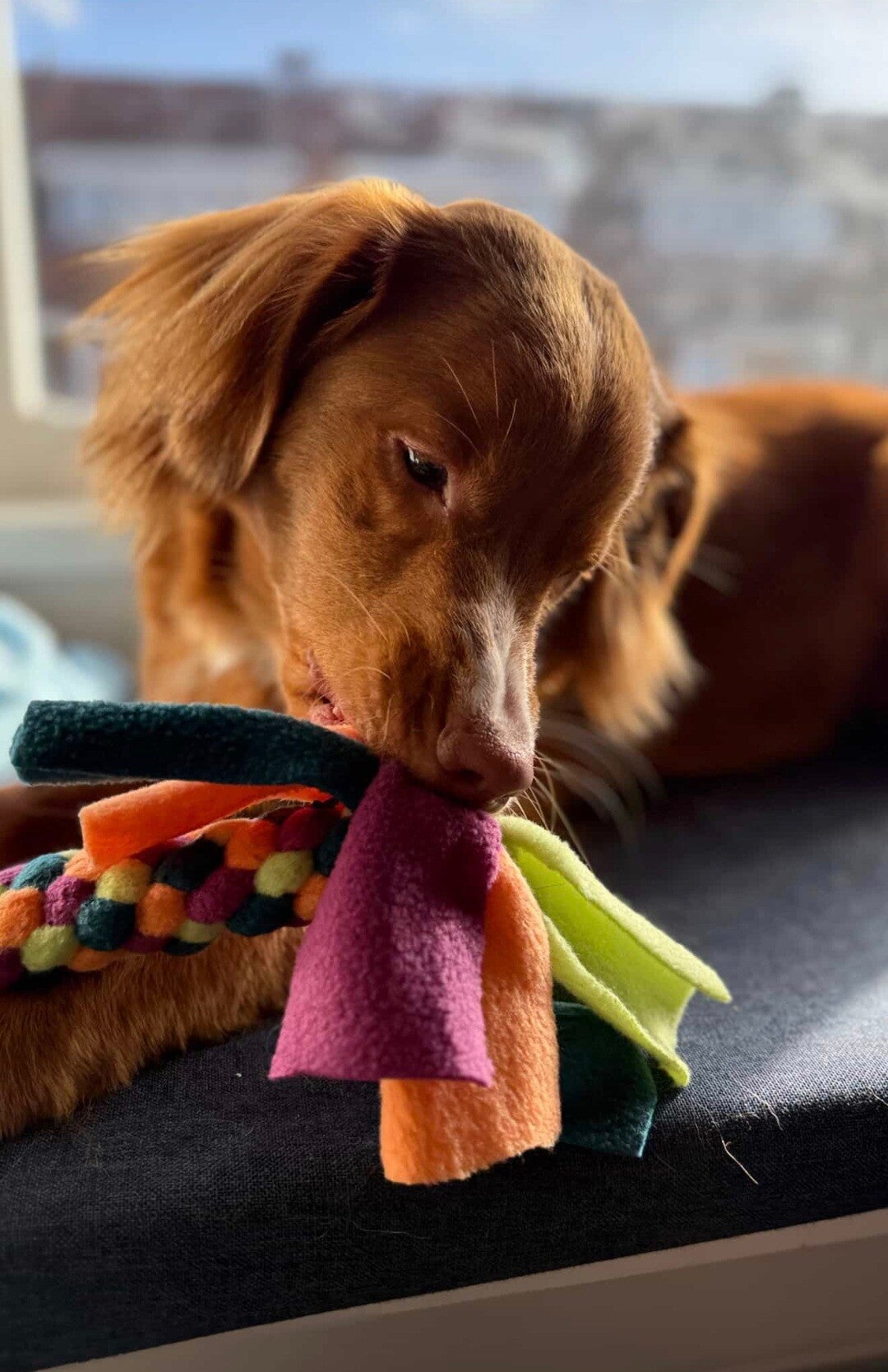 Zola’s Pawsitivity Tug – Boeven & Krachtpatsers