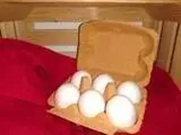 Eier Abo Januar (ohne 12.1.)