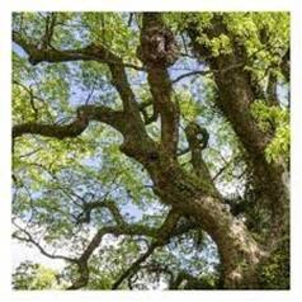 HUILE ESSENTIELLE 100% pure - BOIS DE HÔ