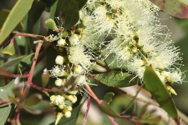 HUILE ESSENTIELLE 100% pure EUCALYPTUS CITRONNE