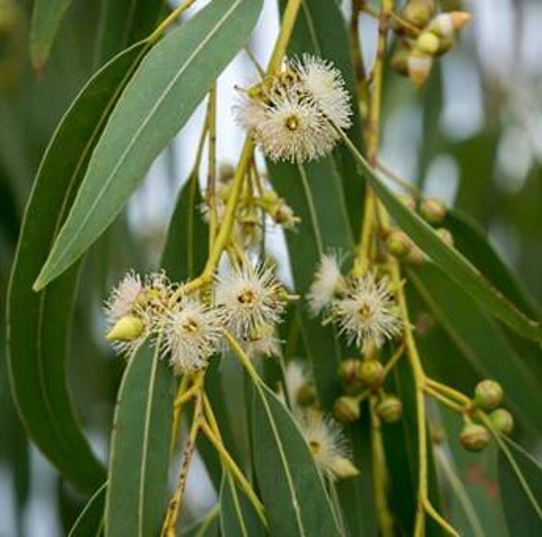HUILE ESSENTIELLE 100% pure EUCALYPTUS GLOBULUS