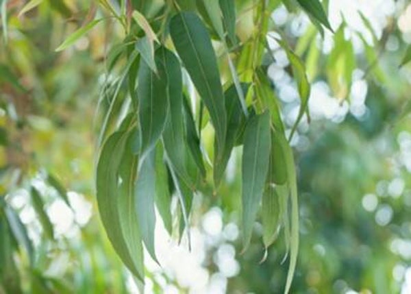 HUILE ESSENTIELLEE 100 pure EUCALYPTUS RADIE