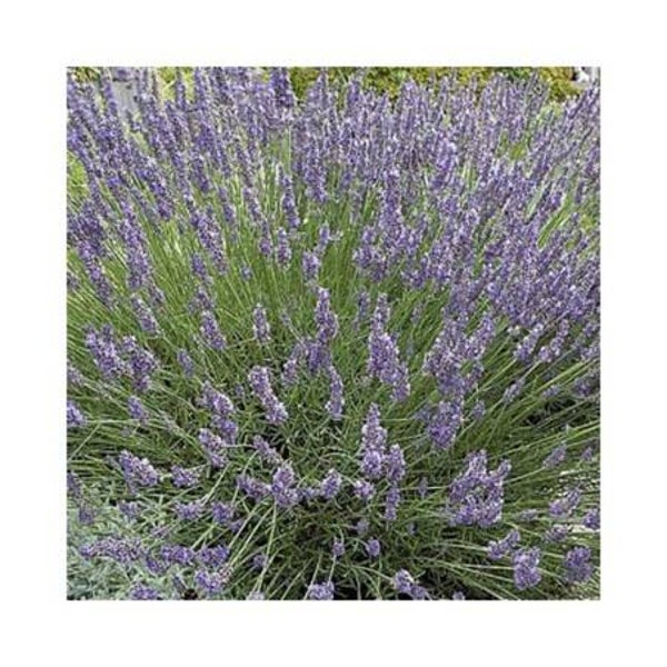 HUILE ESSENTIELLE 100% pure LAVANDE ASPIC