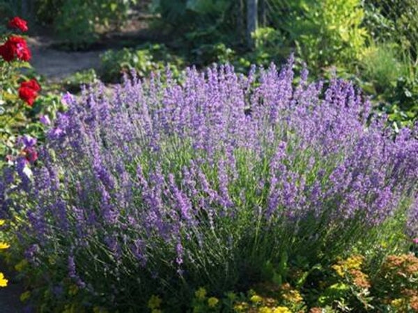 HUILE ESSENTIELLE 100% pure LAVANDE VRAIE