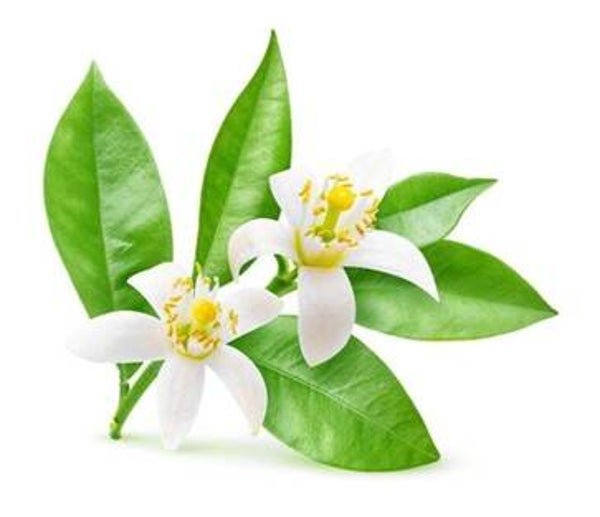 HUILE ESSENTIELLE DE NEROLI
