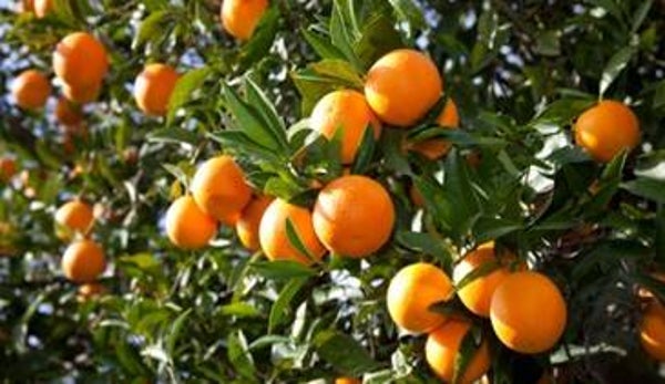 HUILE ESSENTIELLE 100%pure ORANGE DOUCE