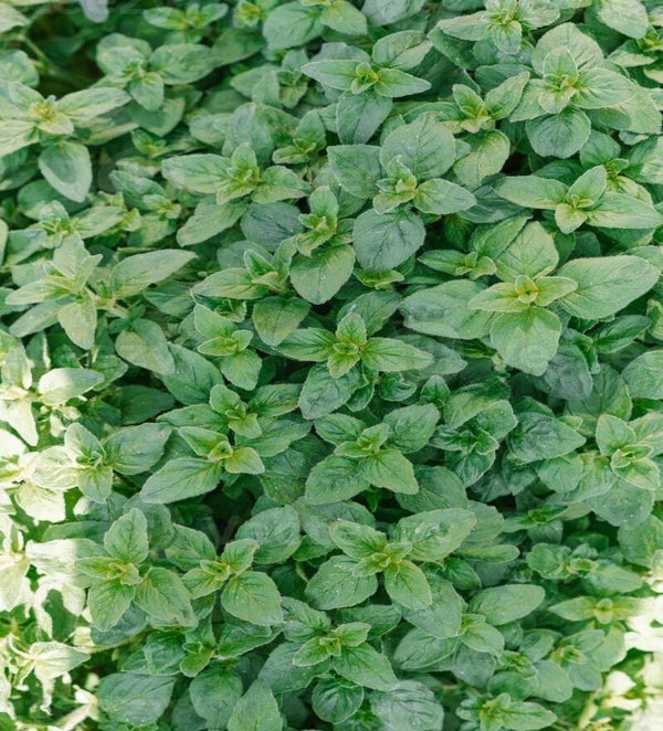 HUILE ESSENTIELLE 100 pure ORIGAN VERT