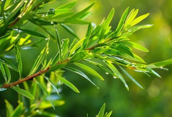 HUILE ESSENTIELLE 100% pure TEA TREE