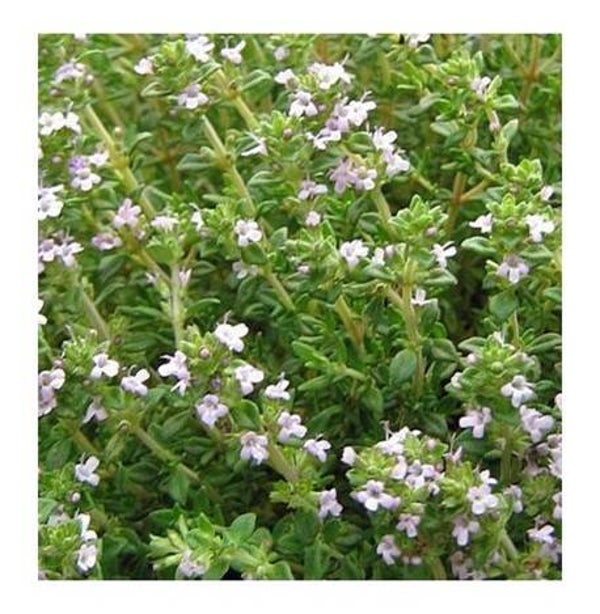 HUILE ESSENTIELLE 100% pure THYM A THYMOL