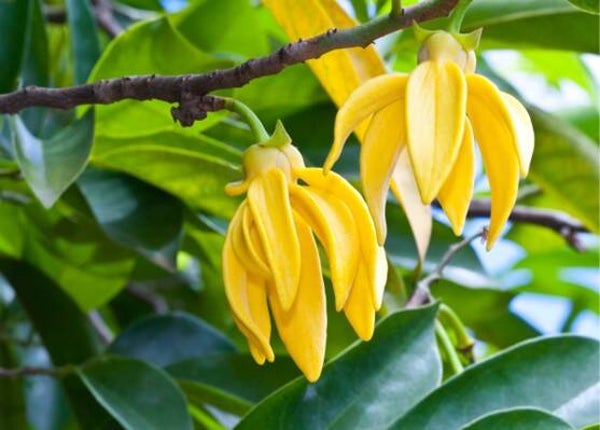 HUILE ESSENTIELLE 100% pure YLANG YLANG