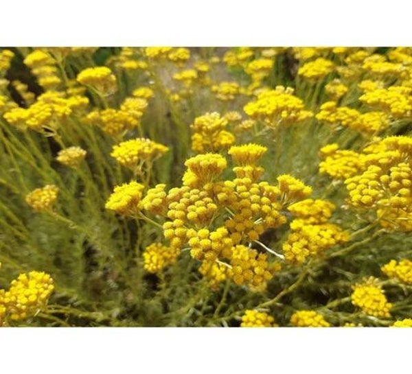 MACERAT HUILEUX D'IMMORTELLE